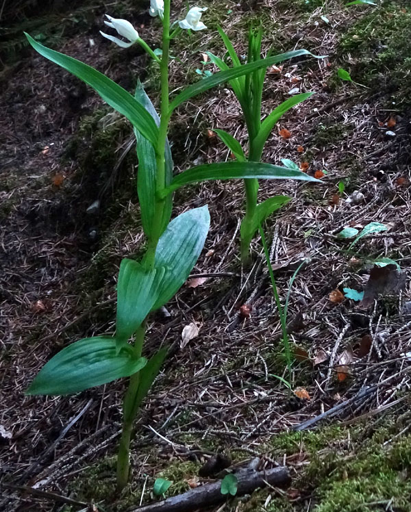 dubbio risolto: Cephalanthera longifolia