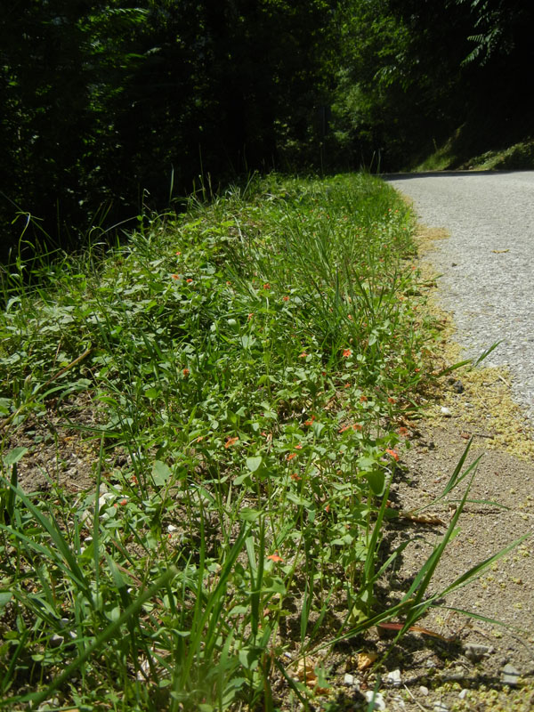 Lysimachia (=Anagallis) arvensis