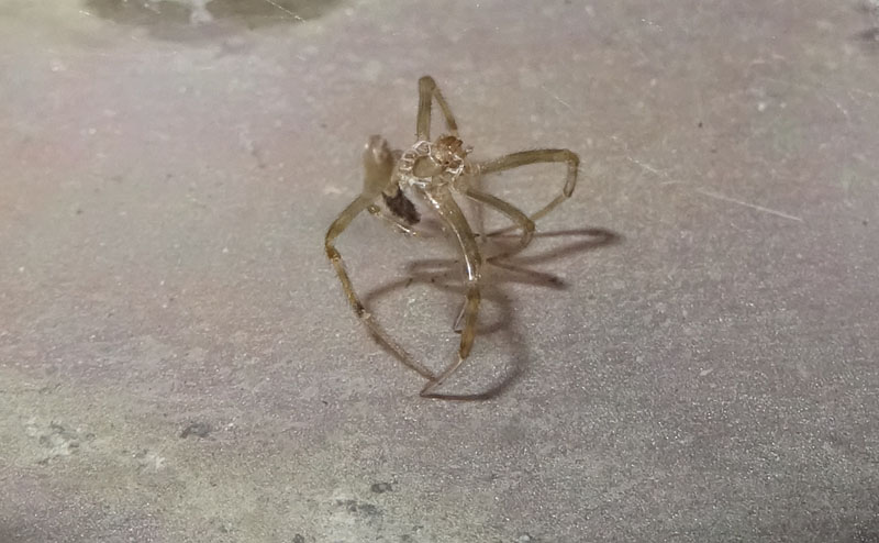 Steatoda triangulosa - Theridiidae