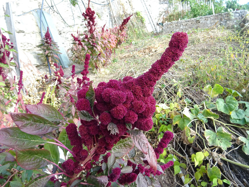 Amaranthus cruentus-hypochondriacus-caudatus