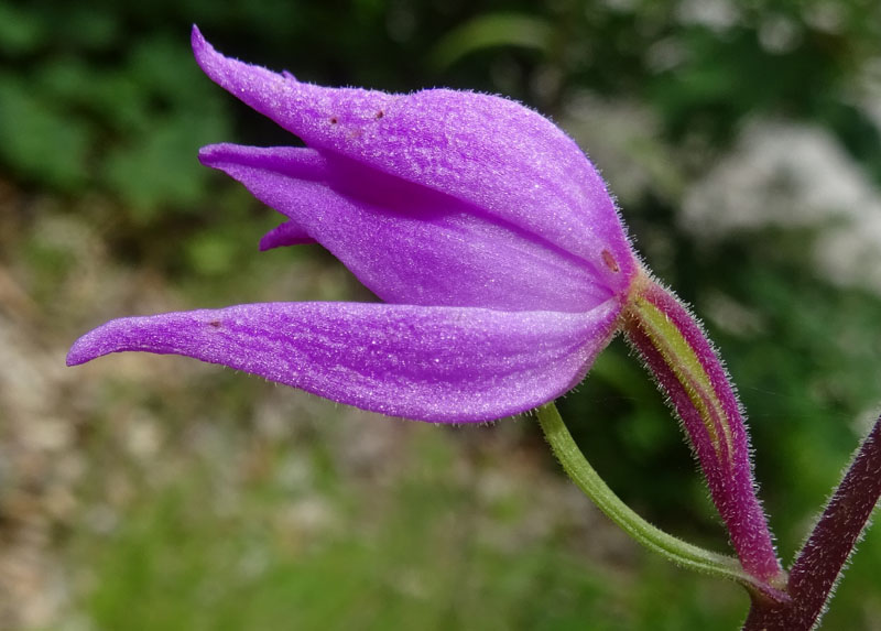 Cephalanthera rubra....da Favogna (BZ)