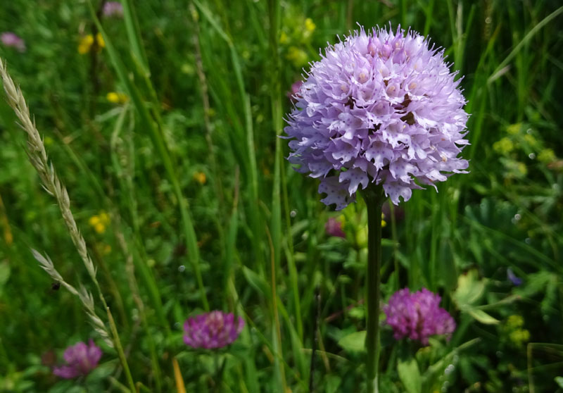 Traunsteinera globosa........Sopramonte (TN)