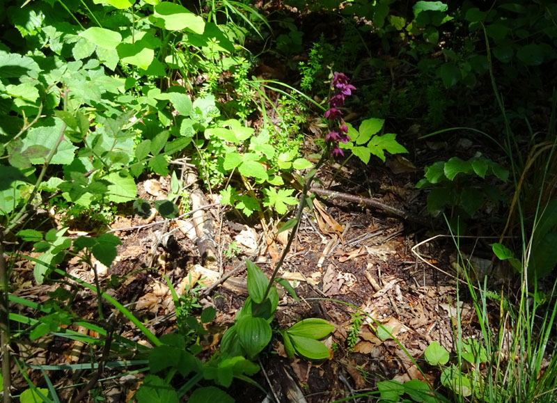 Epipactis atrorubens.......da Sopramonte (TN)