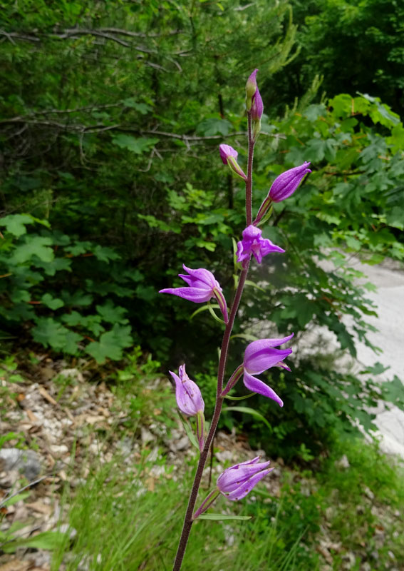 Cephalanthera rubra....da Favogna (BZ)