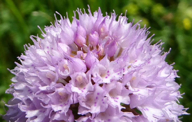 Traunsteinera globosa........Sopramonte (TN)