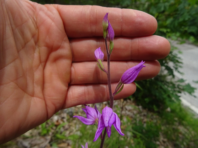 Cephalanthera rubra....da Favogna (BZ)