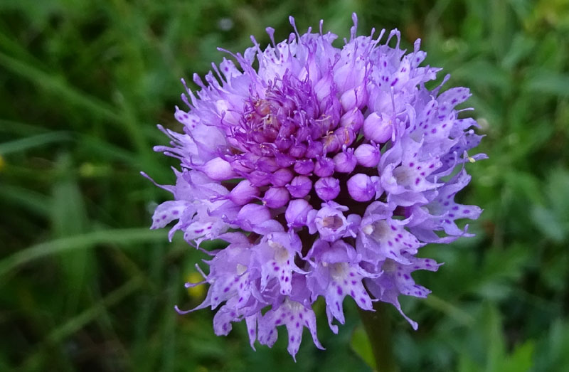 Traunsteinera globosa........Sopramonte (TN)