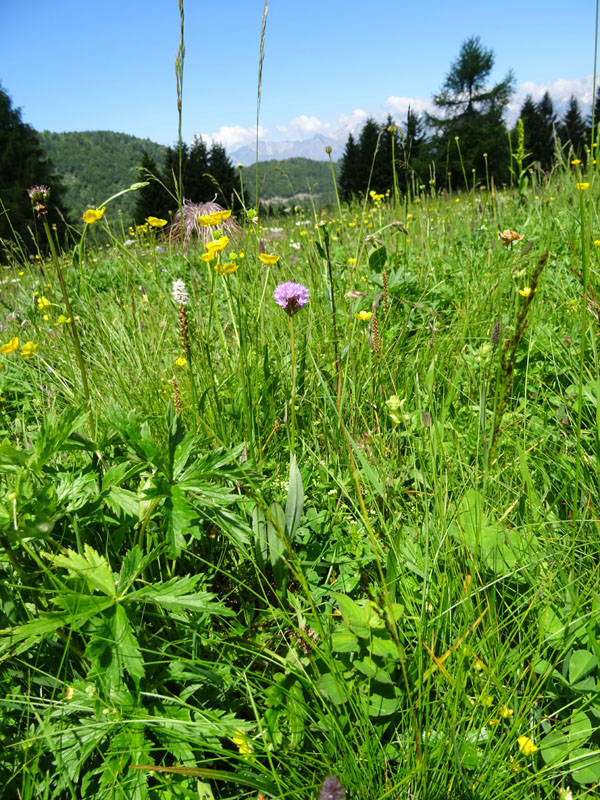 Traunsteinera globosa........Sopramonte (TN)