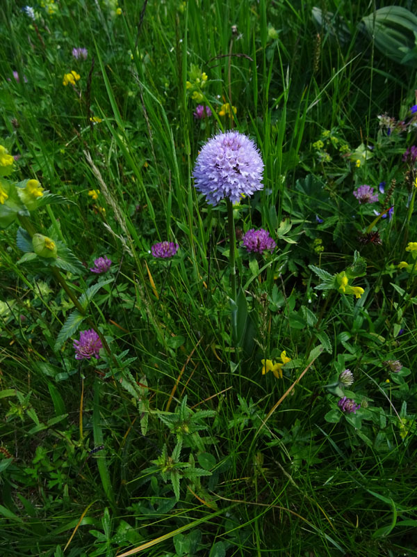 Traunsteinera globosa........Sopramonte (TN)