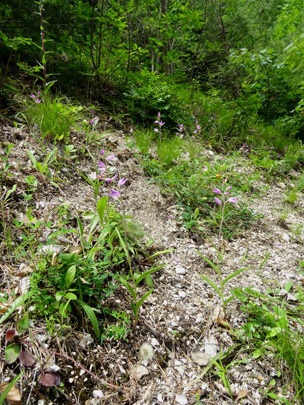 Cephalanthera rubra....da Favogna (BZ)