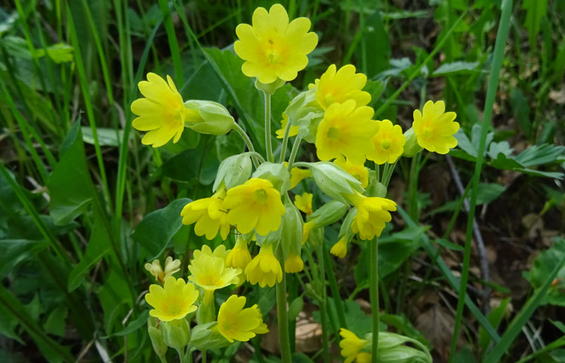 Primula veris / Primula odorosa