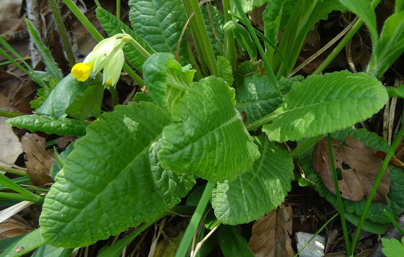 Primula veris / Primula odorosa