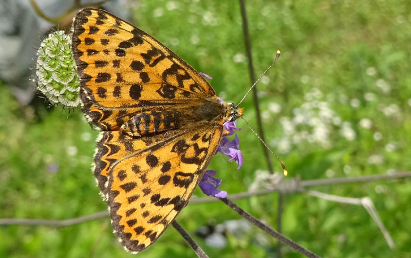 femmina di Melitaea didyma - Nymphalidae