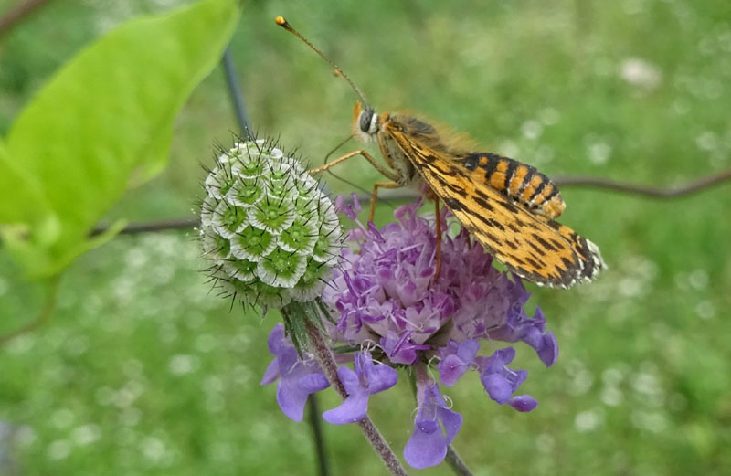 femmina di Melitaea didyma - Nymphalidae