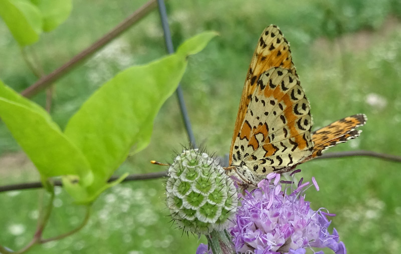 femmina di Melitaea didyma - Nymphalidae