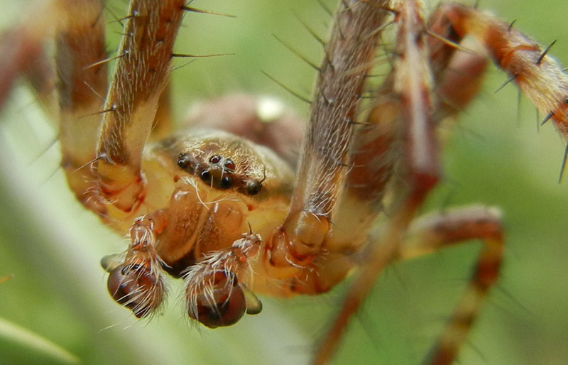 Araneus diadematus - Drena (TN)