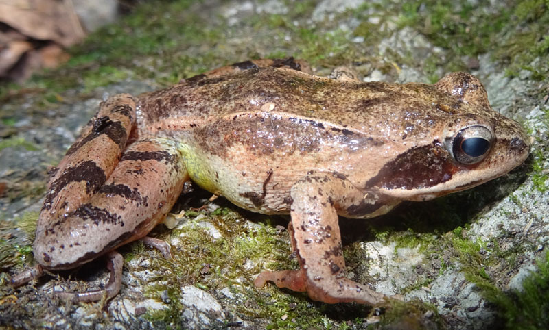 maschio e femmina della stessa specie? No, Rana dalmatina e Bufo bufo