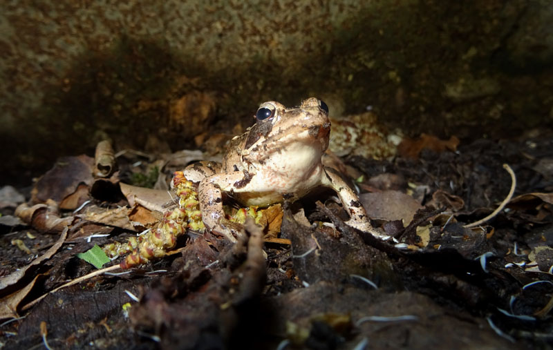 maschio e femmina della stessa specie? No, Rana dalmatina e Bufo bufo