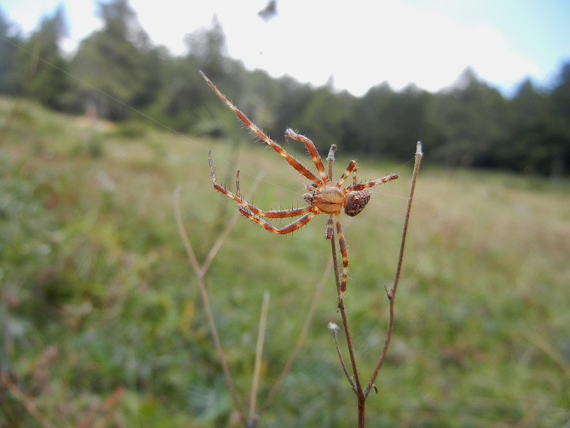 Araneus diadematus - Drena (TN)