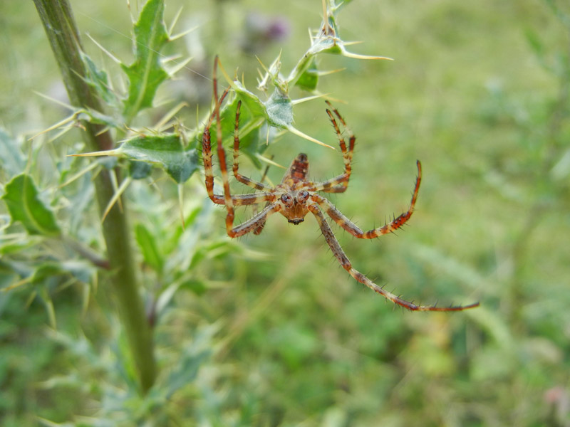 Araneus diadematus - Drena (TN)