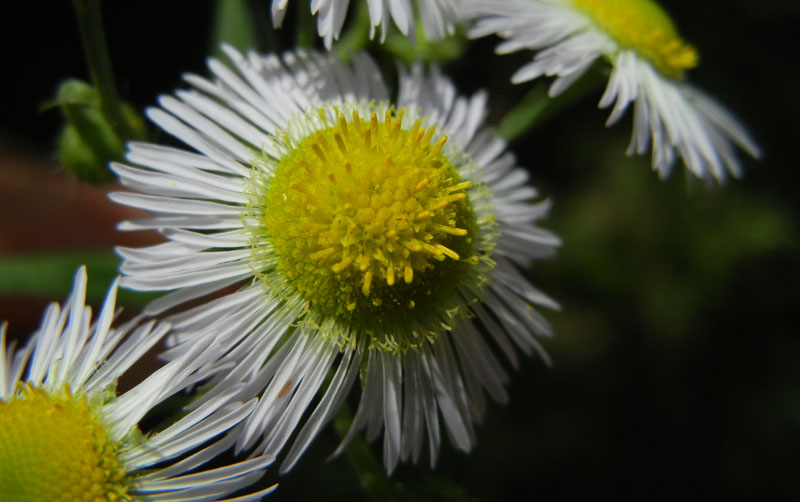 Erigeron annuus