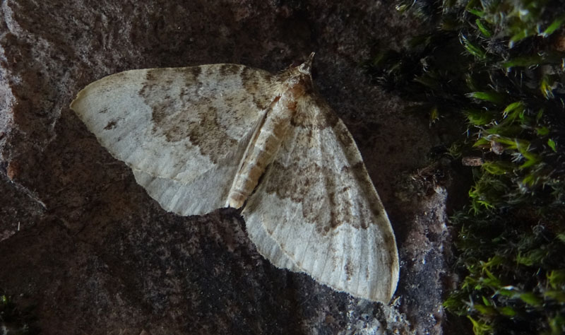 Xanthorhoe montanata ? Geometridae