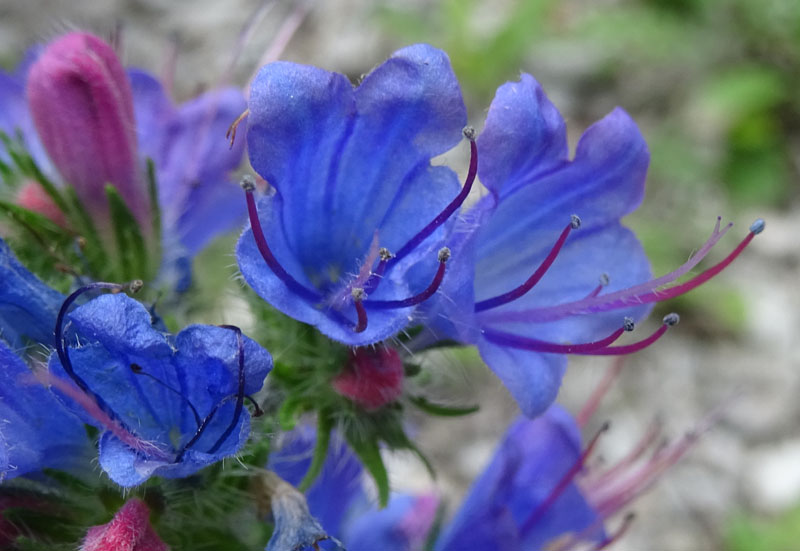 Echium vulgare