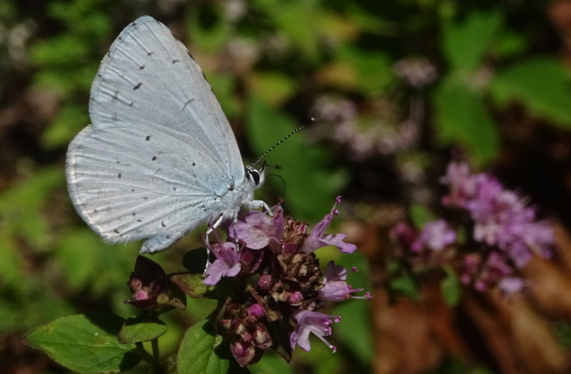 Celastrina argiolus - Lycaenidae..........dal Trentino