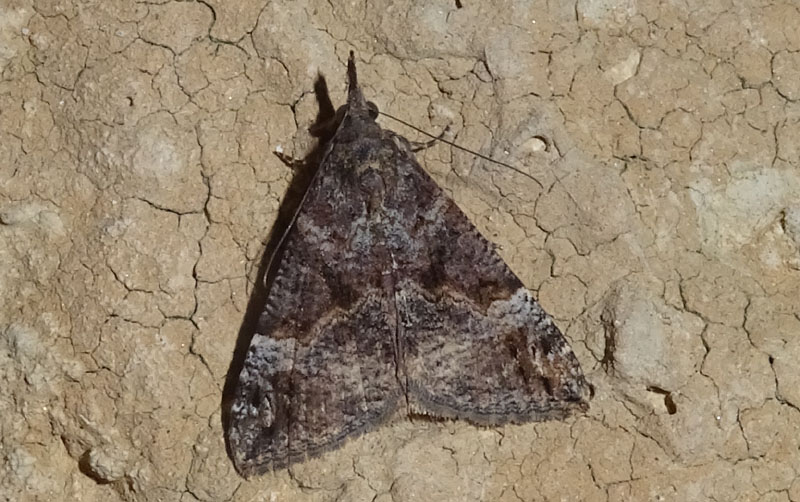 Hypena obsitalis - Erebidae.......dal Trentino