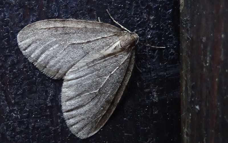 Operophtera brumata o fagata - Geometridae...dal Trentino