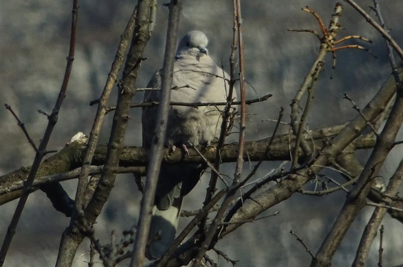 Streptopelia decaopto - Columbidae......dal Trentino