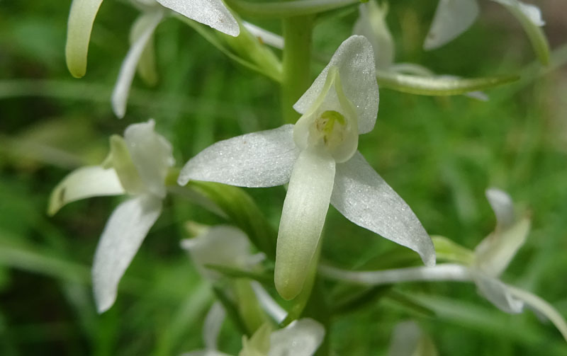 Platanthera bifolia........dal Trentino