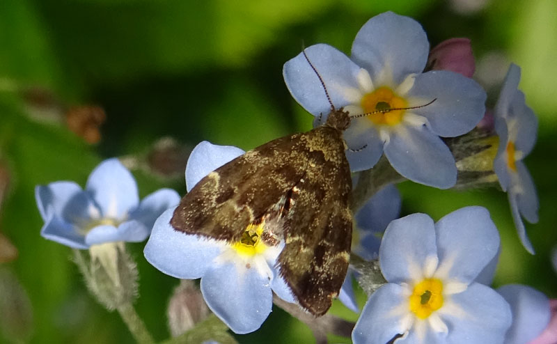 Anthophila fabriciana - Choreutidae