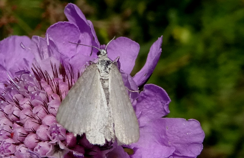 Geometridae....da determinare