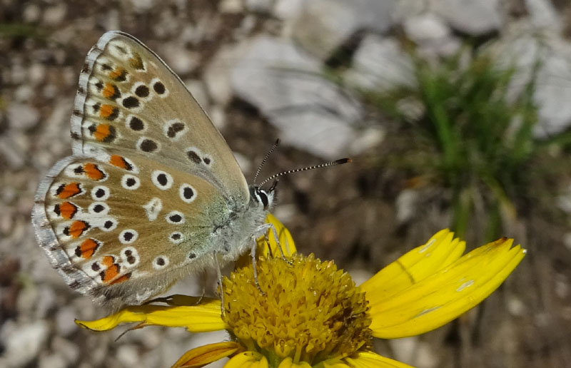 Polyommatus bellargus (femmina) - Lycaenidae