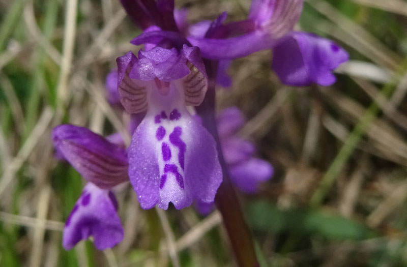 Anacamptis morio....da Cadine (TN)