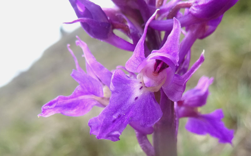 Orchis mascula subsp. speciosa......dal Trentino