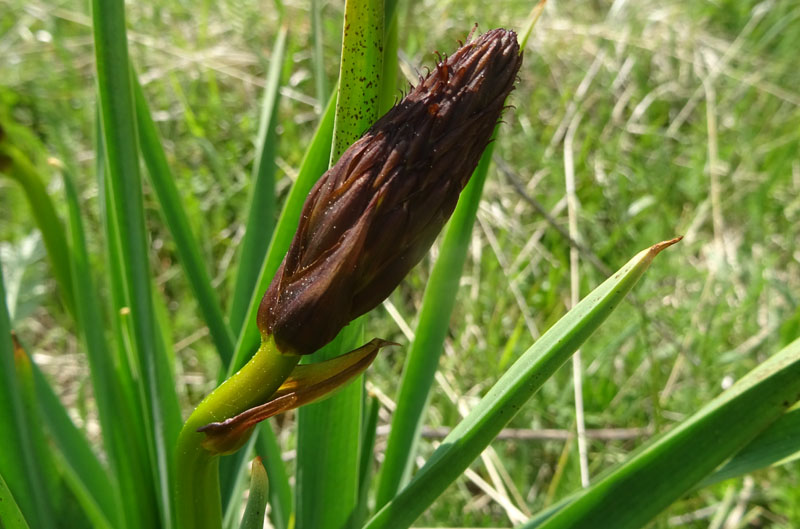 Asphodelus macrocarpus