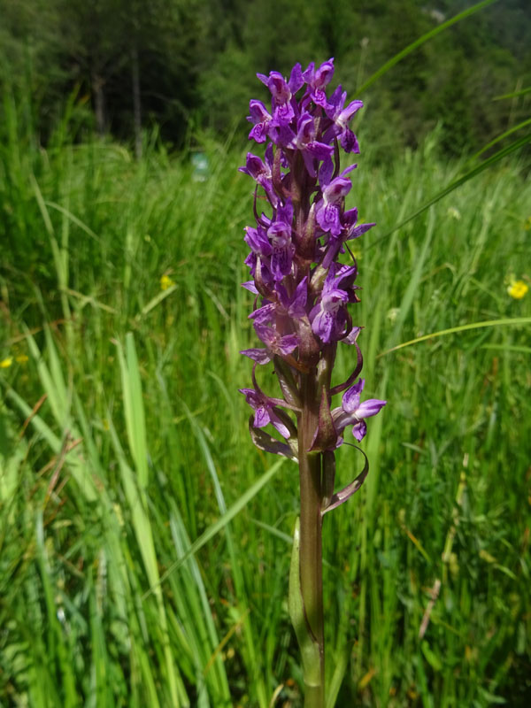 Dactylorhiza incarnata.....da Favogna (BZ)