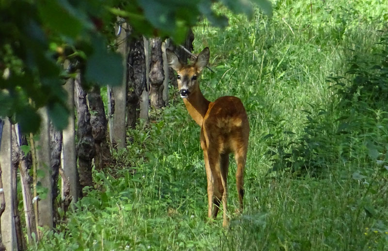 Capreolus capreolus (m. e f.).....sotto un vigneto