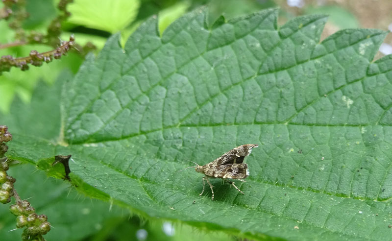 Anthophila fabriciana - Choreutidae