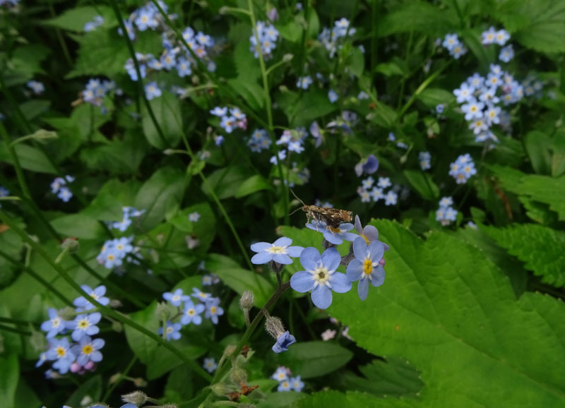 Anthophila fabriciana - Choreutidae