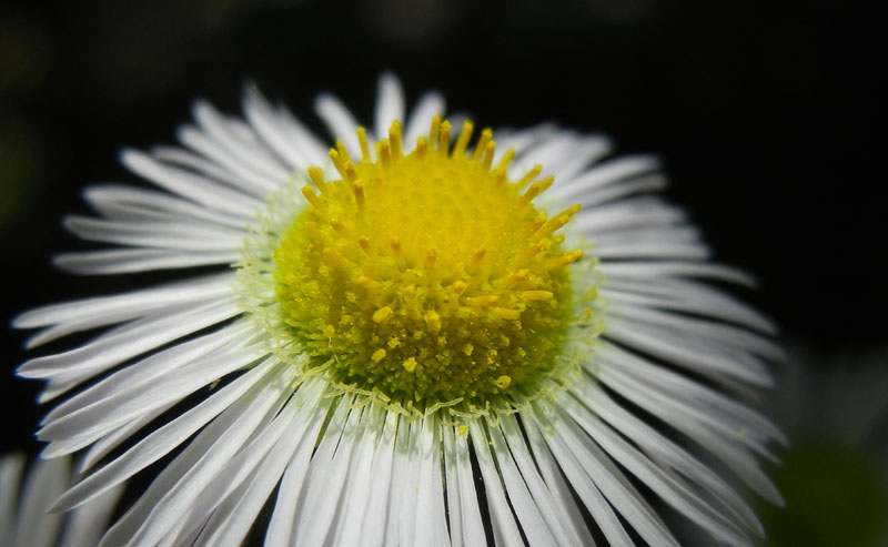 Erigeron annuus