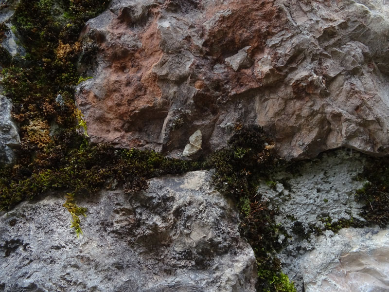 Xanthorhoe montanata ? Geometridae