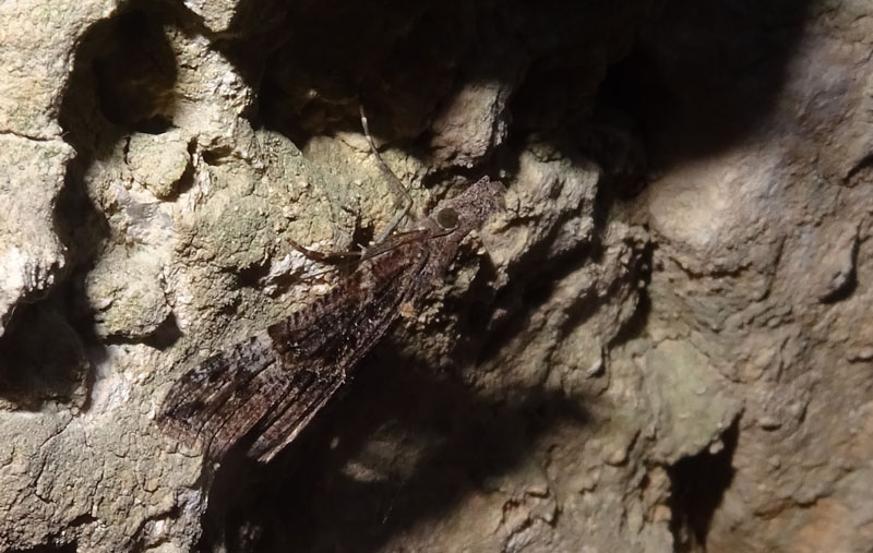 Hypena obsitalis - Erebidae.......dal Trentino