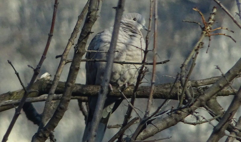 Streptopelia decaopto - Columbidae......dal Trentino