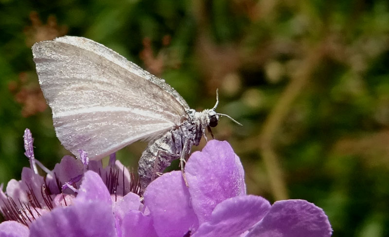 Geometridae....da determinare