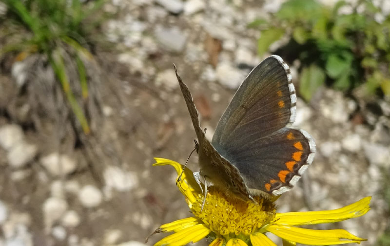 Polyommatus bellargus (femmina) - Lycaenidae