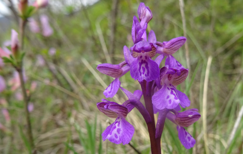 Anacamptis morio....da Cadine (TN)