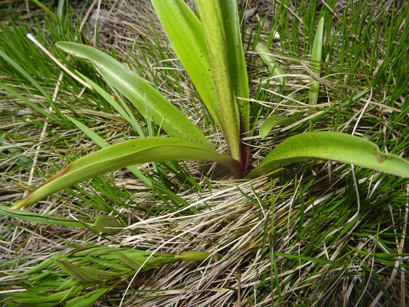 Orchis mascula subsp. speciosa......dal Trentino